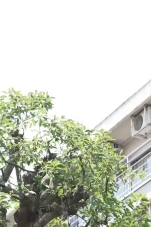 Sumire Kuramoto JUQ-178: Chị vợ cuồng nhiệt, cơ thể rên xiết